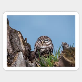 Little owl perched on at tree trunk Sticker